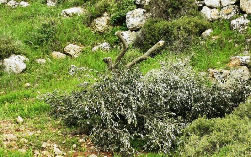الانتهاكات الاسرائيلية في ظل كورونا: المستعمرون ينفذون عدداً من الاعتداءات على مواطني بلدة يطا وممتلكاتهم / محافظة الخليل