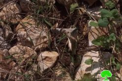 “Kedumim” settlers sabotage 31 olive saplings / Qalqilya governorate