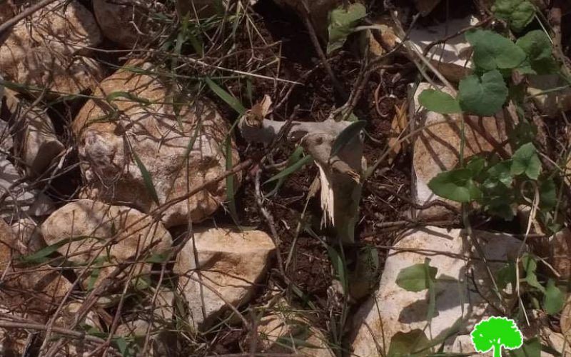 “Kedumim” settlers sabotage 31 olive saplings / Qalqilya governorate