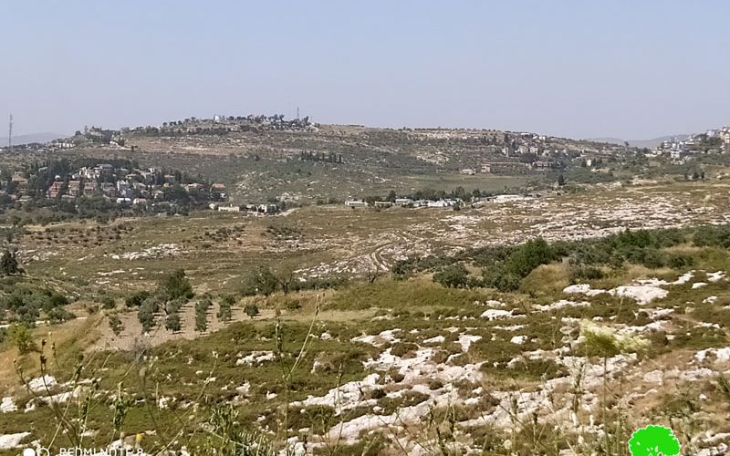 Settlers of “Havat Gilad” sabotaged 18 olive trees in Fara’ata /Qalqilya governorate