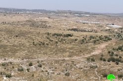 إنشاء  بؤرة  استعمارية  جديدة  على  أراضي  قرية  شوفة تسببت في تخريب 147 شجرة زيتون