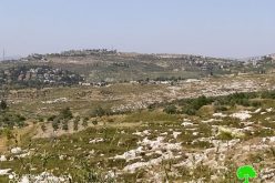 Settlers of “Havat Gilad” sabotaged 18 olive trees in Fara’ata /Qalqilya governorate