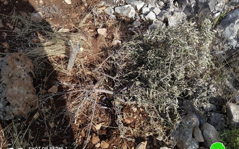 Settlers of “Revava” cut down 150 olive saplings in Haris Vallage / Salfit governorate