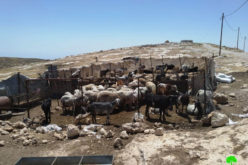 The occupation targets barns and agricultural facilities in Birin/ South Hebron