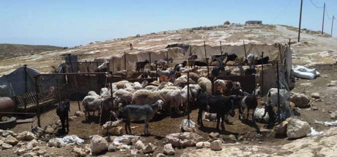 الاحتلال يفكك ويصادر حظائر ومنشآت زراعية في قرية بيرين جنوب الخليل