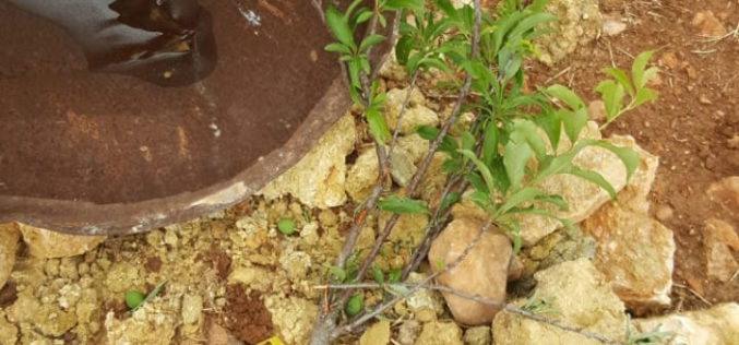 Settlers sabotage 35 olive and almond saplings in Al-Mughayyir village / Ramallah governorate
