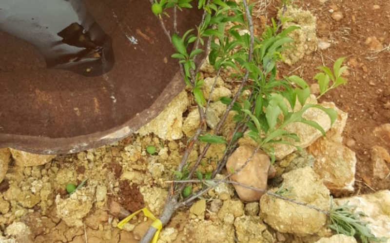 Settlers sabotage 35 olive and almond saplings in Al-Mughayyir village / Ramallah governorate