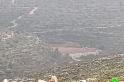 بذريعة أنها محمية طبيعية .. الاحتلال يخطر قطعة أرض في بلدة كفر ثلث / محافظة قلقيلية