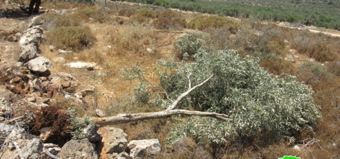 الاحتلال يقتلع 180 شجرة زيتون و يدمر جدران استنادية في بلدة ديرستيا بمحافظة سلفيت