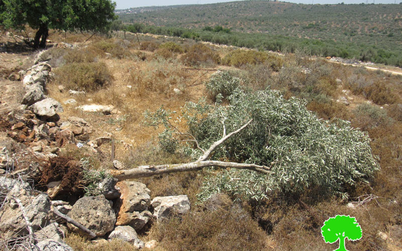 الاحتلال يقتلع 180 شجرة زيتون و يدمر جدران استنادية في بلدة ديرستيا بمحافظة سلفيت