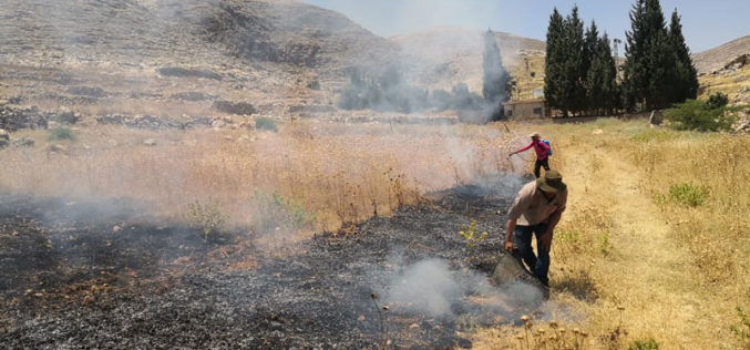 Settlers set fire in 32 dunums of agricultural lands in Ein Samiya / Ramallah governorate