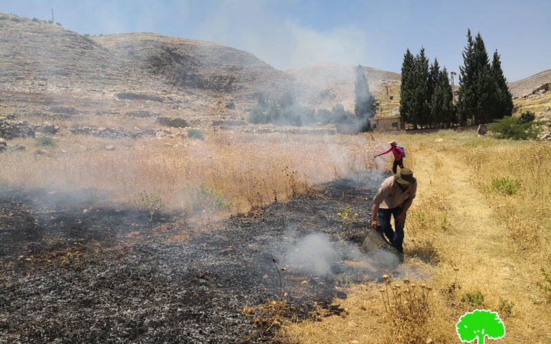 Settlers set fire in 32 dunums of agricultural lands in Ein Samiya / Ramallah governorate
