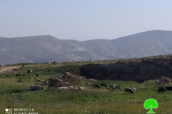 مستعمرون يطلقون أبقارهم في الأراضي الزراعية بمنطقة واد  المالح / محافظة طوباس