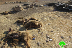 نفوق عدداَ من الماشية أثناء رعيها في حقول زراعية سممها مستعمرون  في خربة جبعيت / محافظة رام الله