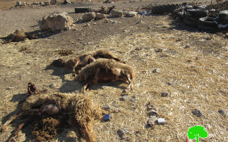 Colonists Poison Sheep in Khierbet Jib’it / Ramallah governorate