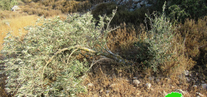 الاحتلال  الإسرائيلي  يشرع  بقطع  142 شجرة  زيتون  في  قرية ياسوف / محافظة سلفيت