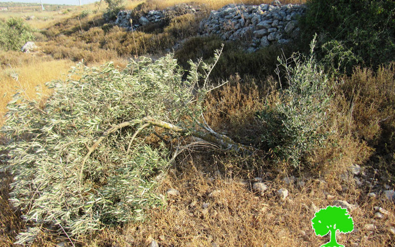 The Israeli Occupation Cuts 142 olive trees in Yasouf village / Salfit governorate