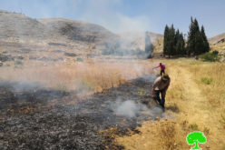 مستعمرون يحرقون  32 دونم  من الأراضي الزراعية والمراعي  في منطقة  عين  سامية / محافظة رام الله