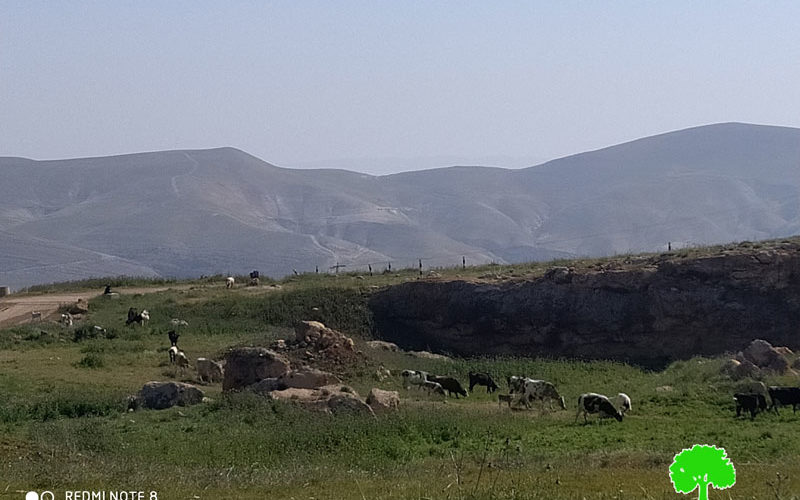 Settlers release their cows in Wad Al-Malih area / Tubas governorate