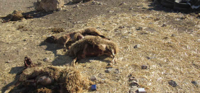 نفوق عدداَ من الماشية أثناء رعيها في حقول زراعية سممها مستعمرون  في خربة جبعيت / محافظة رام الله