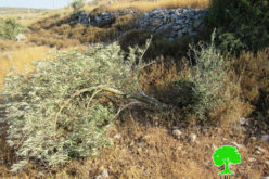 The Israeli Occupation Cuts 142 olive trees in Yasouf village / Salfit governorate