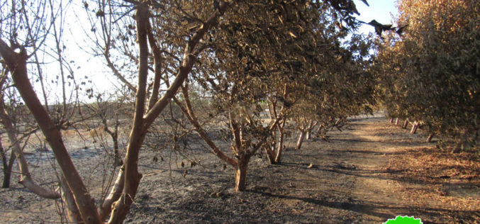 إحراق 13 دونماً من الأراضي المزروعة بالجوافة والحمضيات في قرية حبلة  / محافظة قلقيلية