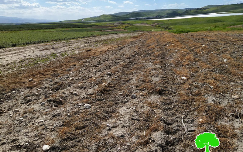إتلاف 12 دونماً مزروعة بالقمح عبر رشها بمادة سامة في منطقة الساكوت / محافظة طوباس
