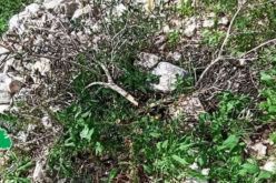 “Kedumim” settlers destroy 20 olive seedlings in Kafr Qaddum / Qalqilya Governorate