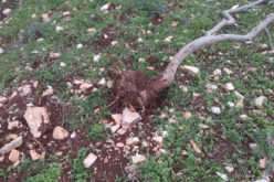 Settlers cut down 42 olive plants in the town of Broqin, Salfit Governorate