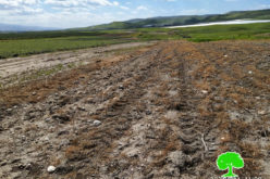 إتلاف 12 دونماً مزروعة بالقمح عبر رشها بمادة سامة في منطقة الساكوت / محافظة طوباس