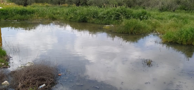 ضخ كميات كبيرة من المياه العادمة صوب الحقول الزراعية في بلدة قراوة بني حسان/ محافظة سلفيت