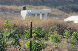 Halt of Work notice for agricultural facilities in An-Nabi Elyas village / Qalqilya