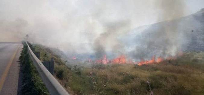 مستعمرو عناب” يضرمون النيران في 400 دونم مزروعة بالزيتون في أراضي قرية رامين/ محافظة طولكرم