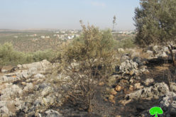 مستعمرو مستعمرة ” ليشم” يحرقون 23 دونماً في بلدة دير بلوط بمحافظة سلفيت