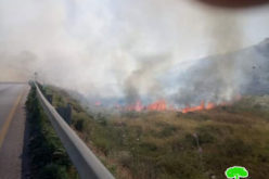 مستعمرو عناب” يضرمون النيران في 400 دونم مزروعة بالزيتون في أراضي قرية رامين/ محافظة طولكرم