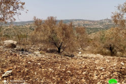إحراق 103 أشجار زيتون في  قرية  ظهر  العبد / محافظة جنين