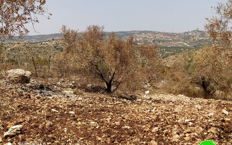 إحراق 103 أشجار زيتون في  قرية  ظهر  العبد / محافظة جنين