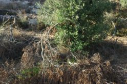 مستعمرو “بيت عاين”  يقطعون 60 شجرة زيتون من أرض عائلة أبو صبحة في قرية الجبعة / محافظة بيت لحم