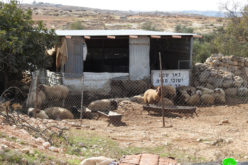 إخطار بإزالة منشأة زراعية في السيميا غرب السموع بمحافظة الخليل
