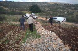 Israeli settlers cut down 35 olive trees from the lands of Brogin town / Salfit governorate