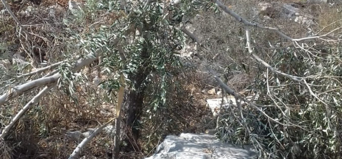 Bruchin colonists sabotage olive trees in Kafr Ad-Dik west Salfit