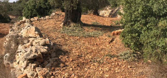في موسم القطاف مستعمرون يسرقون ثمار الزيتون في قرية عين يبرود / محافظة رام الله