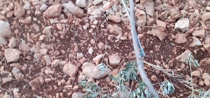 مستعمرو “بروخين” يقطعون  15 غرسة زيتون في أراضي بلدة كفر الديك بمحافظة سلفيت