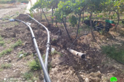 تدمير ومصادرة شبكات  ري تخدم  45  دونماً في  قرية الجفتلك / محافظة أريحا