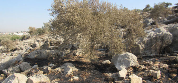 “Leshem” colonists set 23 dunums of olive groves on fire in Deir Ballut / Salfit governorate