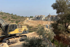 The Israeli Occupation machineries uproot 22 olive trees in Ras Karkar village / Ramallah governorate
