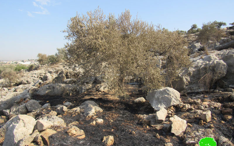 “Leshem” colonists set 23 dunums of olive groves on fire in Deir Ballut / Salfit governorate