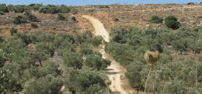 Halting Road Rehabilitation-  west Deir Istiya / Salfot governorate