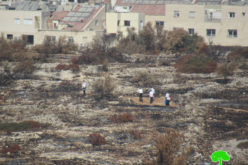 مع بدء موسم القطاف … مستعمرون يحرقون المئات من أشجار الزيتون في قريتي صفا وبلعين بمحافظة رام الله