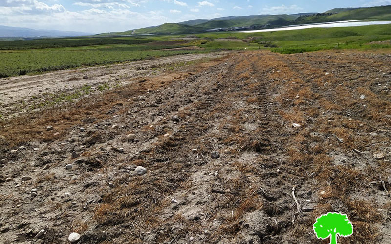 Poisoning 12 dunums of wheat in As-Sakut area / Tubas governorate